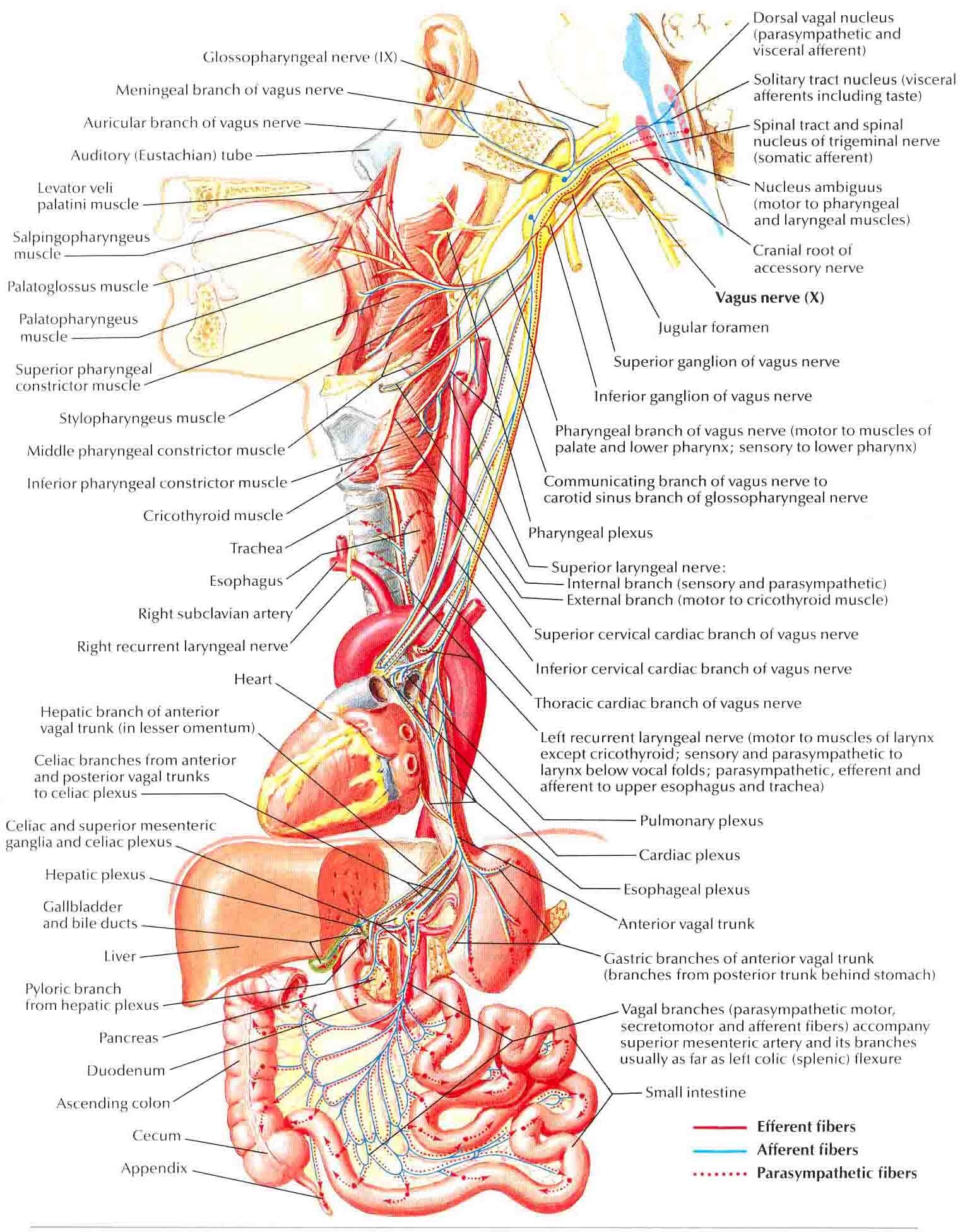 vagus nerve | hbfish